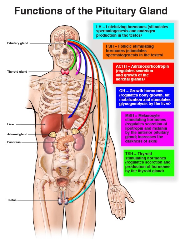 Understanding Pituitary Disorders Brain Institute OHSU